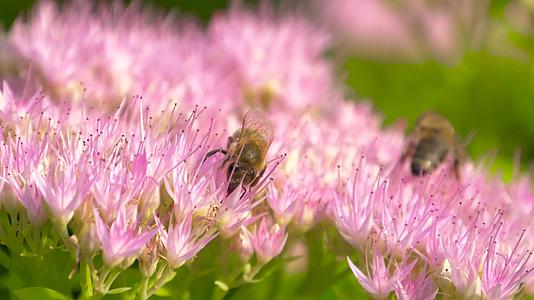 蜜蜂从奶草中收集花粉视频的预览图