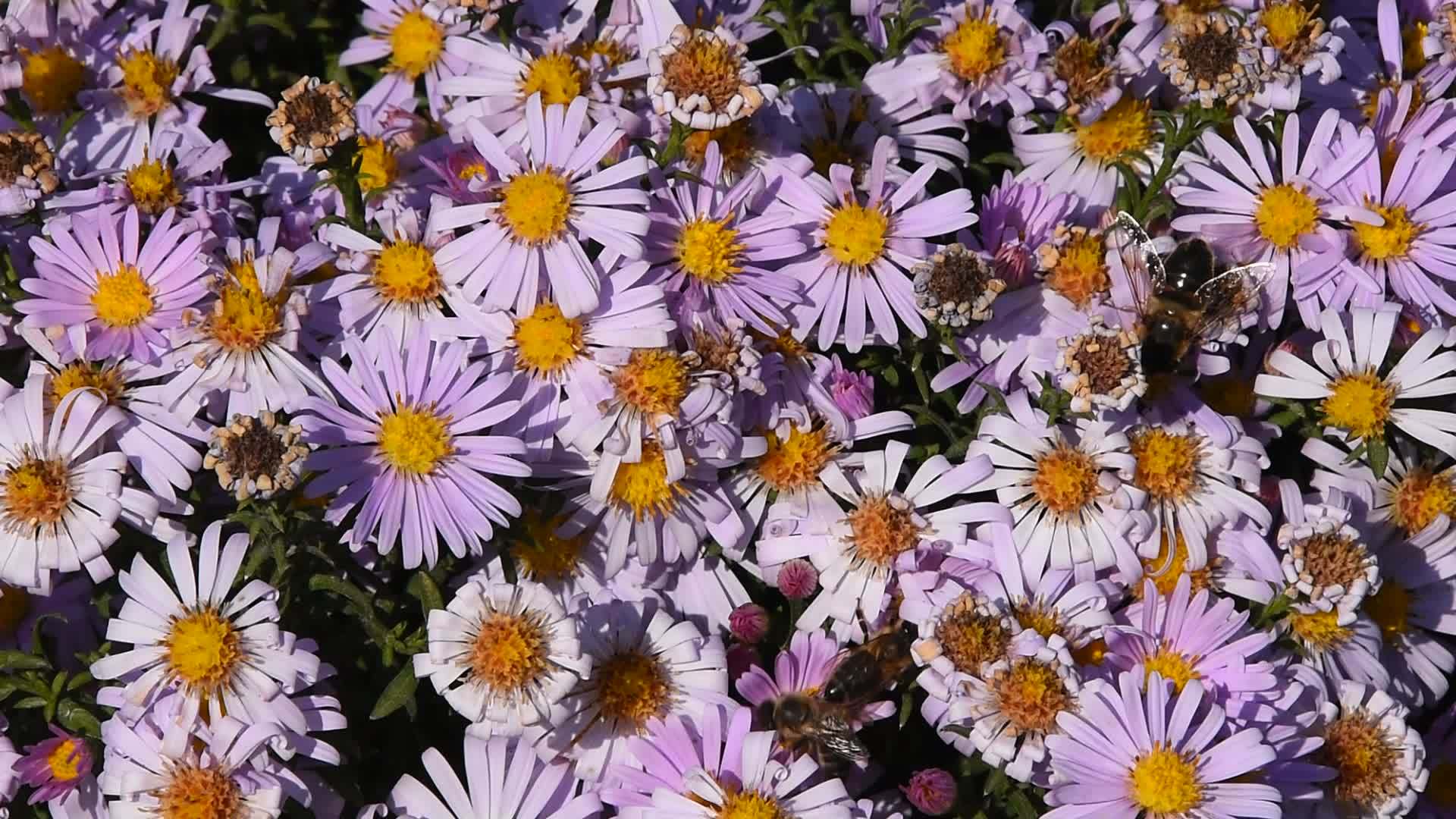 蜜蜂在行动花粉粉夏花视频的预览图