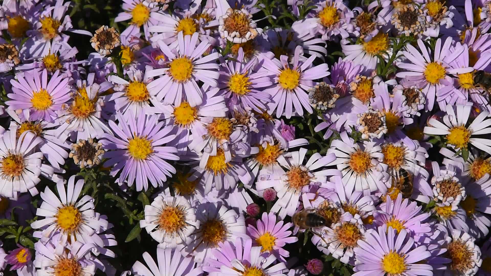 蜜蜂在行动花粉粉夏花视频的预览图