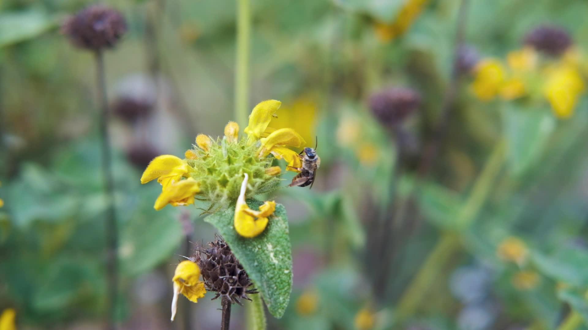 在阳光明媚的春天收集花蜜和花粉的花朵靠近一只蜜蜂视频的预览图