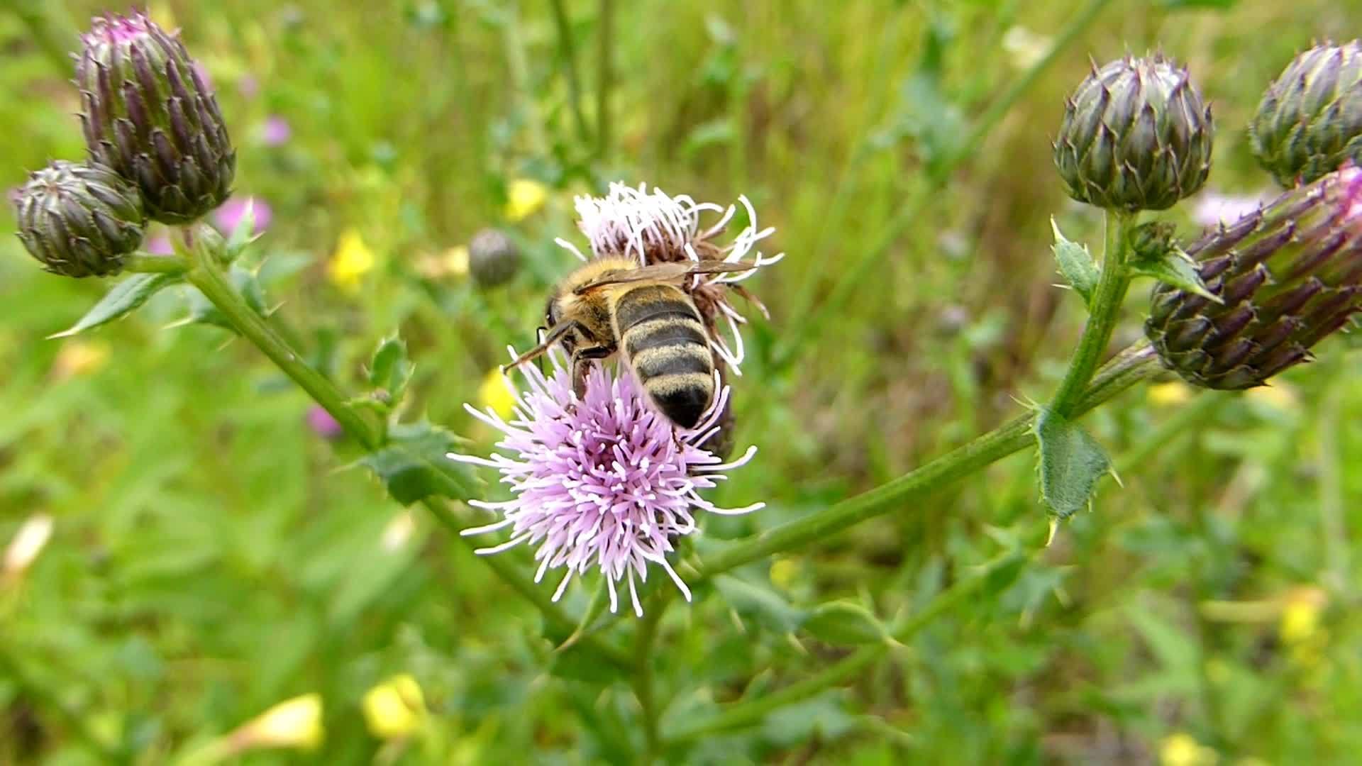 野花上的蜜蜂视频的预览图