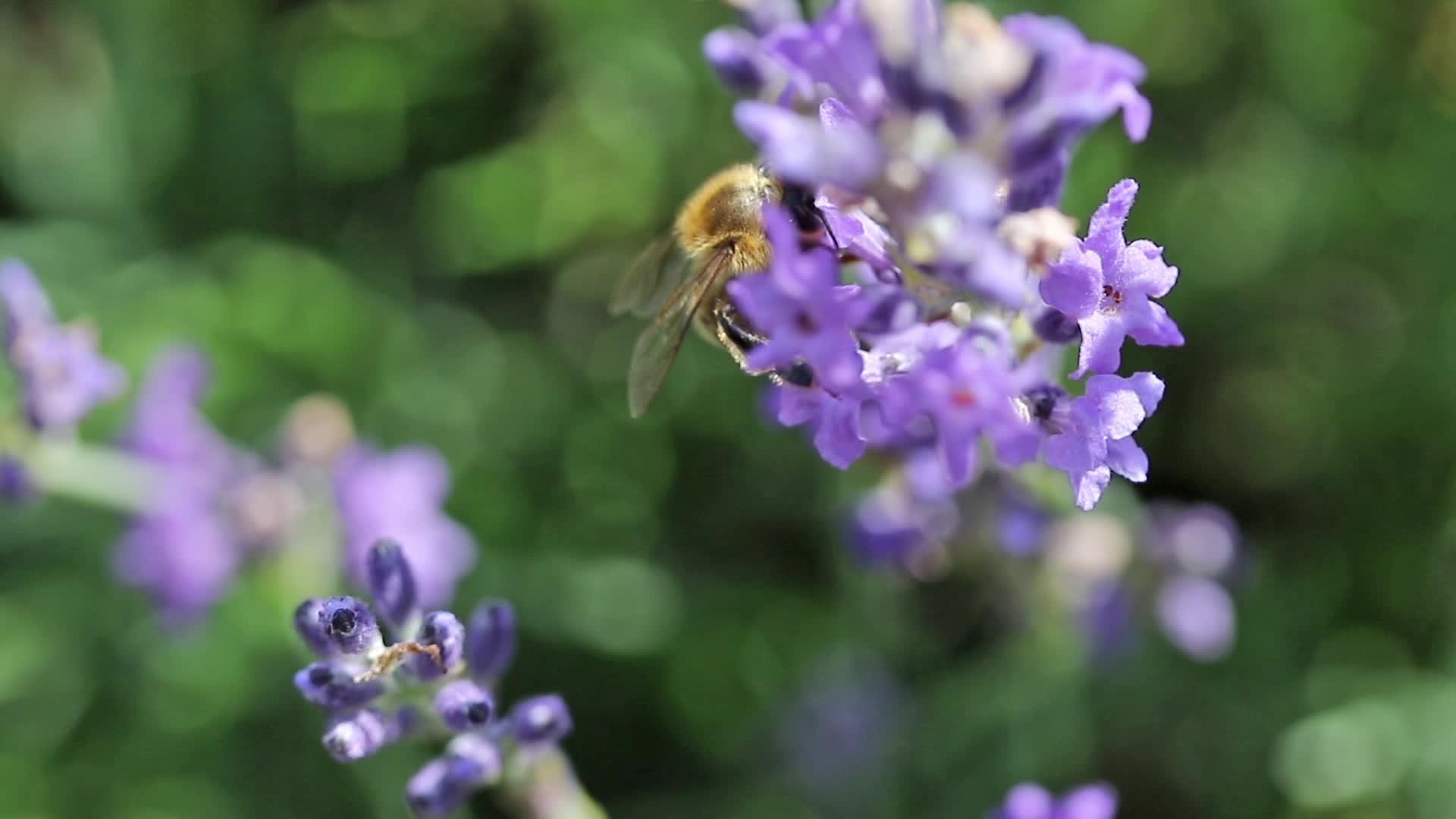蜜蜂授粉薰衣草花的镜头视频的预览图