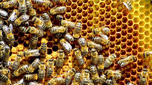 蜂巢中的蜜蜂产生健康的甜甜圈视频的预览图
