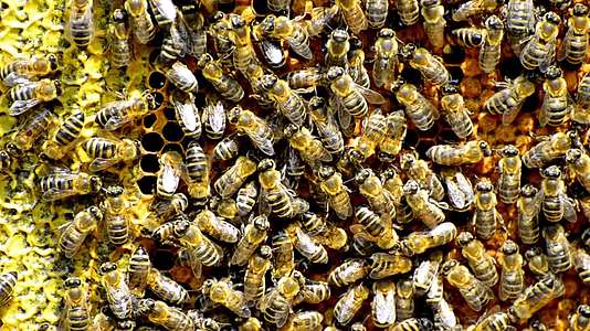蜂巢中的蜜蜂产生健康的甜甜圈视频的预览图