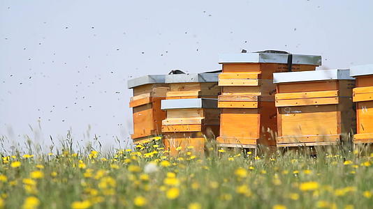 蜂巢在春草地上视频的预览图