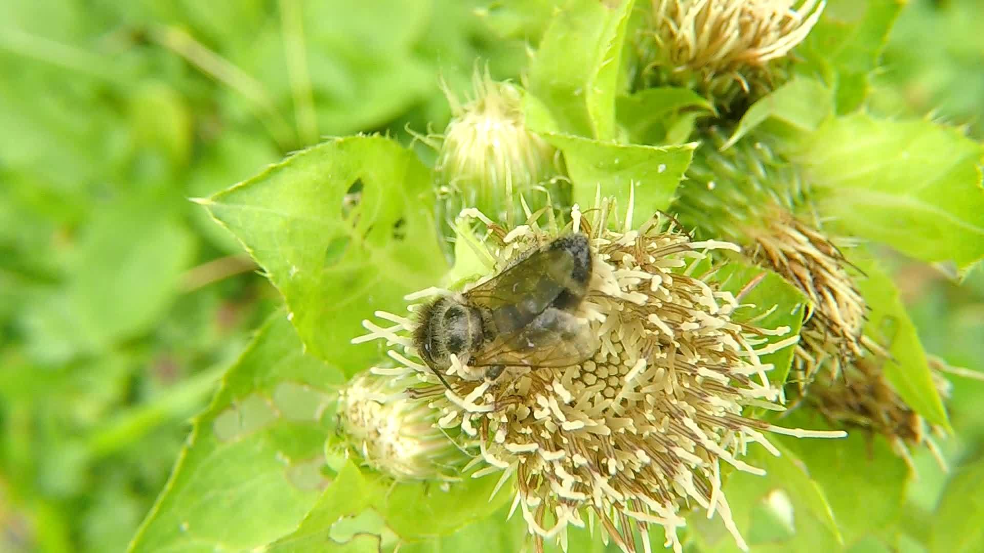 夏天德国花上的蜂蜜在沙发上视频的预览图