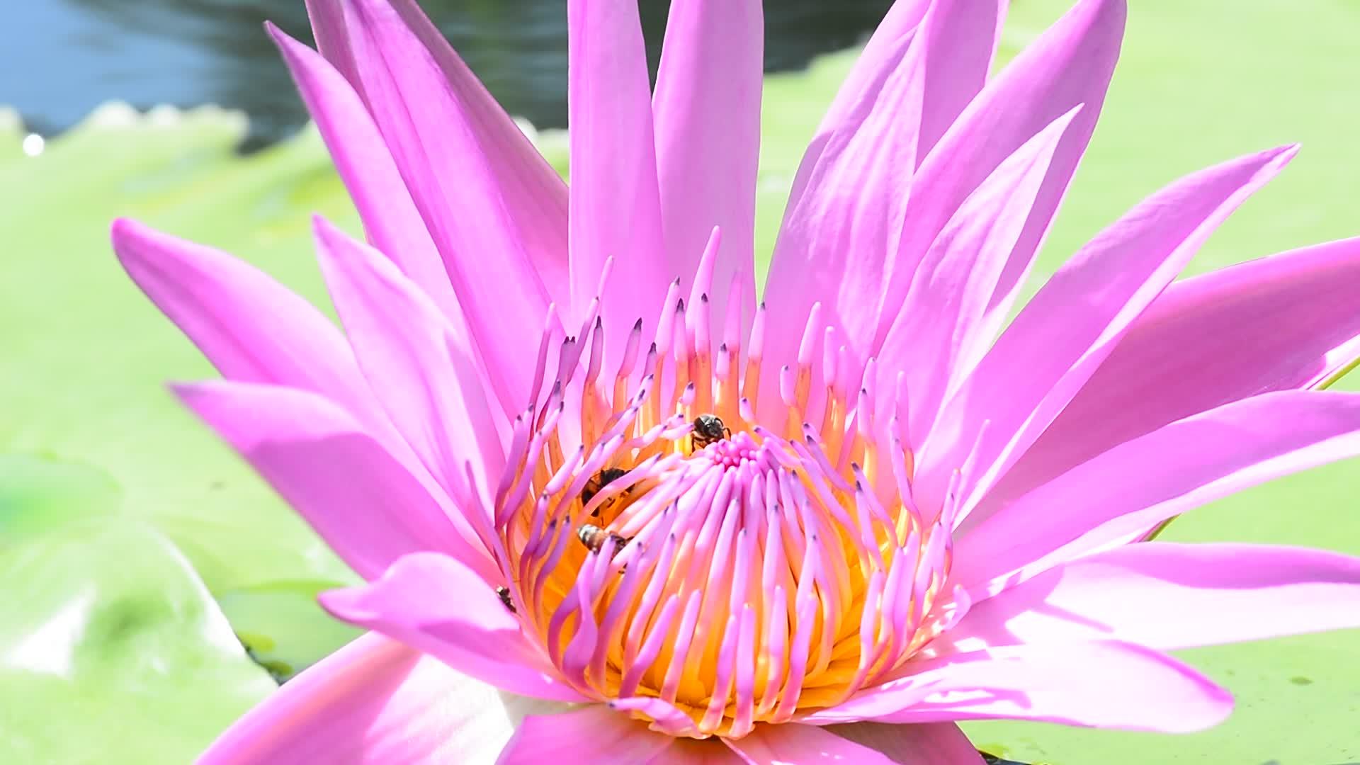 蜜蜂对莲水视频的预览图