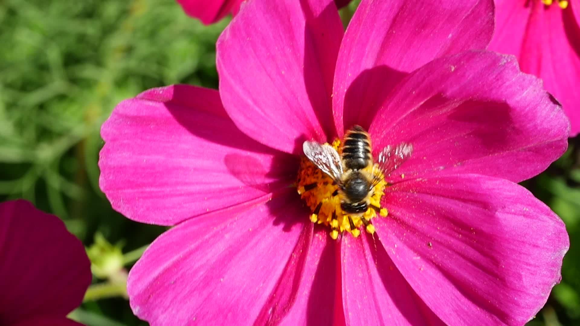把蜜蜂放在宇宙花上视频的预览图