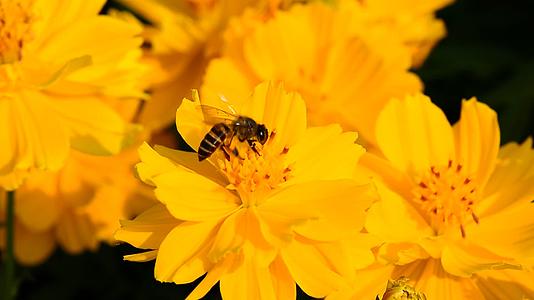 蜜蜂吃花粉视频的预览图