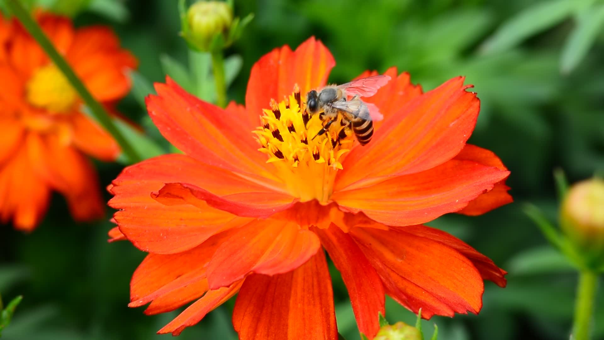 蜜蜂吃花粉视频的预览图
