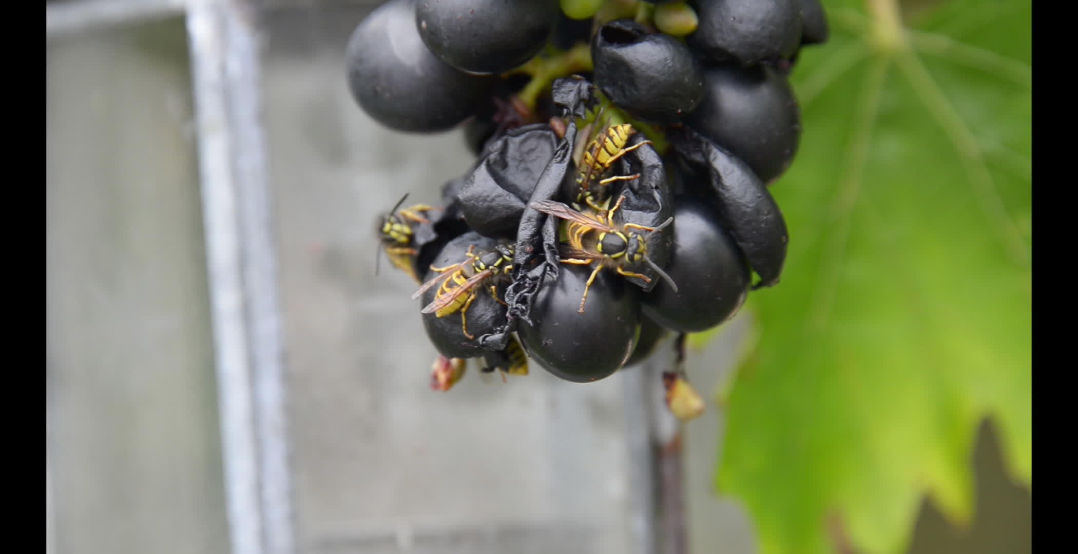 黄蜂在花园里吃新鲜的红葡萄视频的预览图