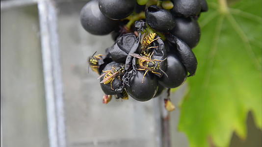 黄蜂在花园里吃新鲜的红葡萄视频的预览图