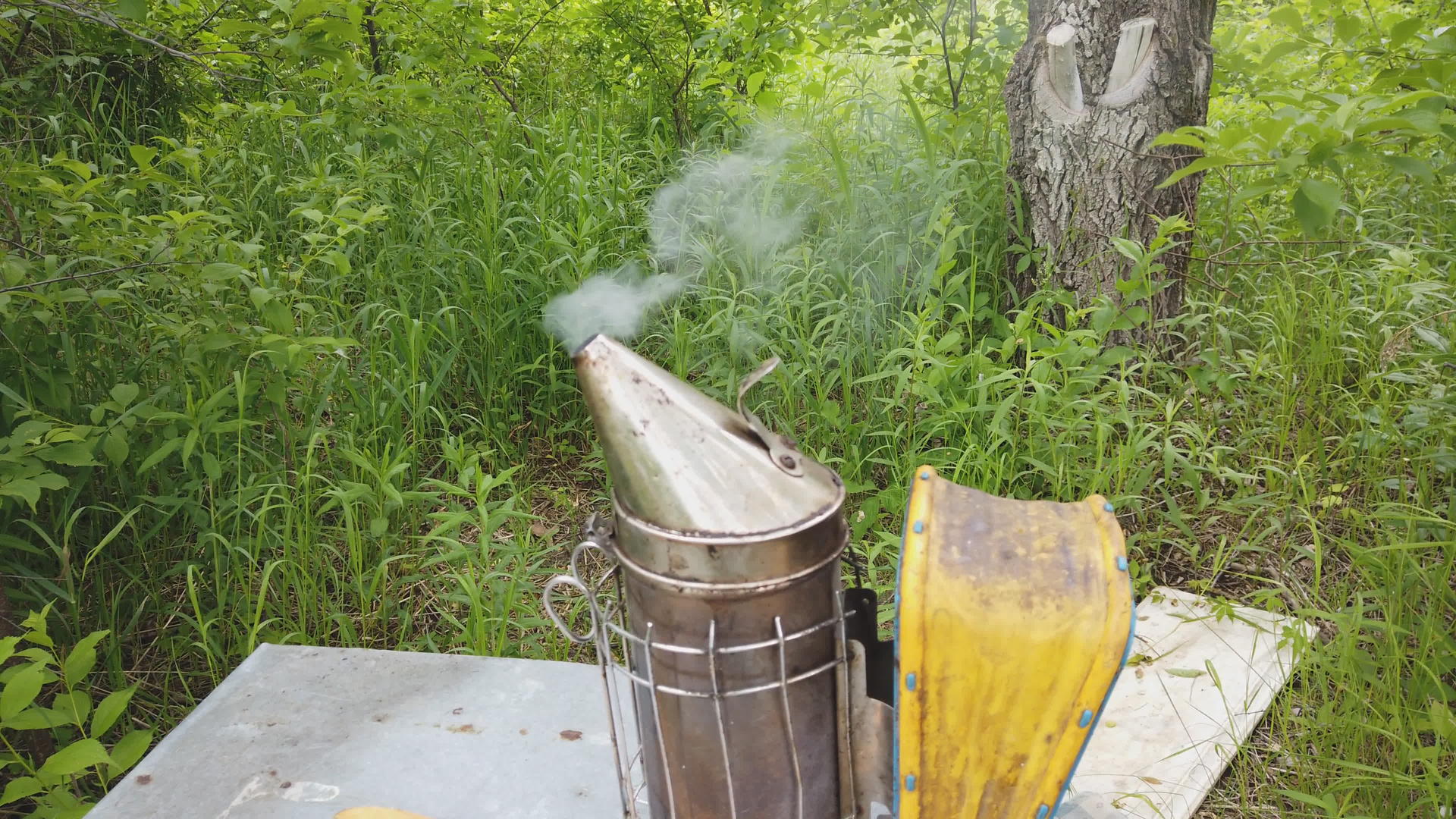 在蜂巢附近工作的蜜蜂工具视频的预览图