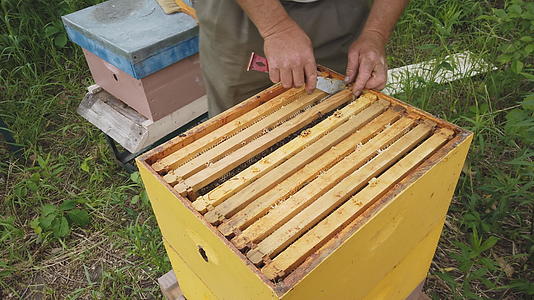 养蜂人用蜂窝和蜂窝架检查新鲜蜂蜜的填充情况视频的预览图