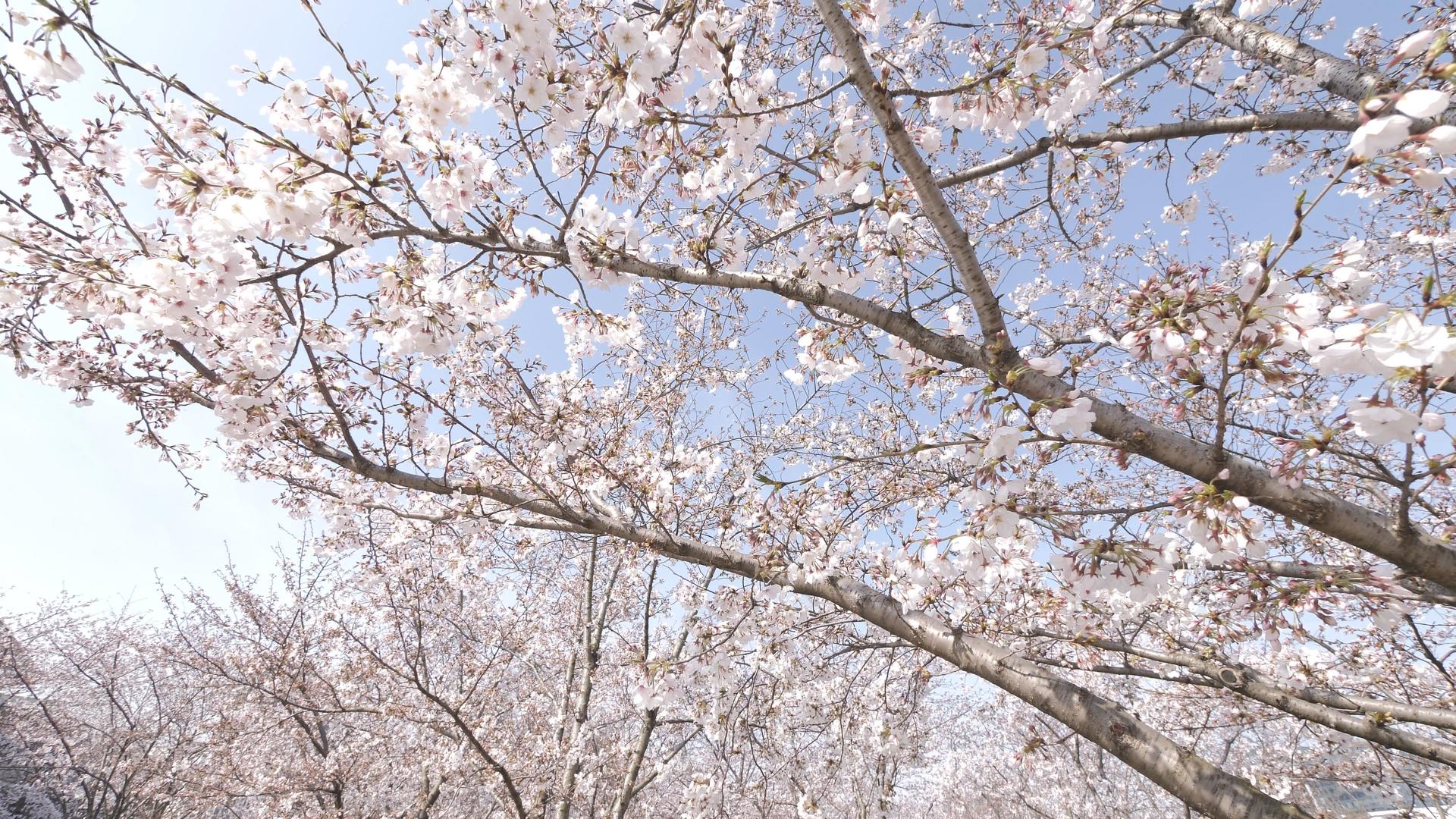 樱花树林三个角度视频的预览图