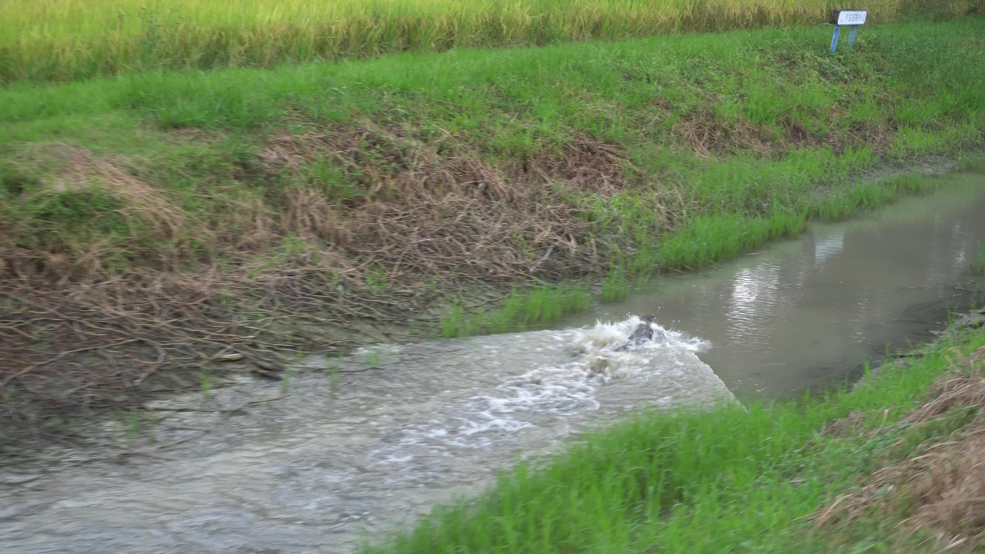 蜥蜴在河边跑来跑去视频的预览图