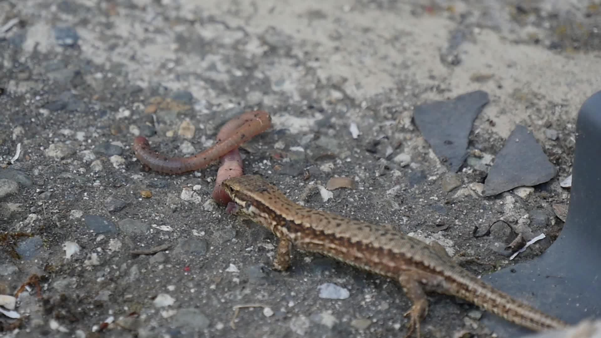 吃蚯蚓的蜥蜴视频的预览图