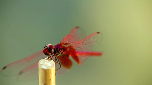 龙尾红红小红雀飞虫片段视频的预览图