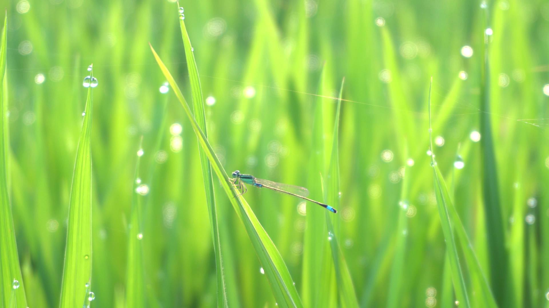 清晨停留在绿色的稻田里视频的预览图