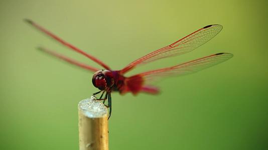 龙尾红红小红雀飞虫片段视频的预览图