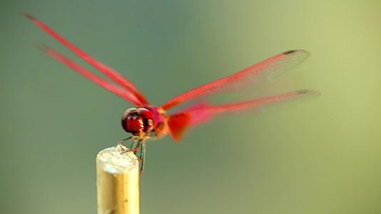 红色、红色、红色的飞镖、龙蝇和昆虫片段关闭视频的预览图