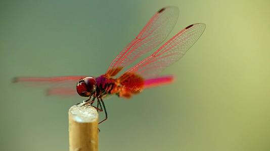 红色和红色的鹦鹉龙蝇昆虫片段视频的预览图
