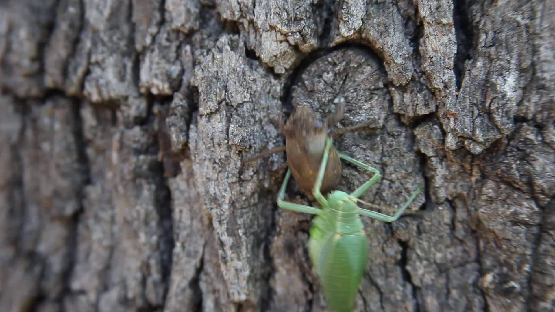 卡蒂迪德幼虫爬上一棵树视频的预览图