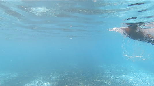 游泳池中的专业游泳运动员蝴蝶海豚的风格视频的预览图