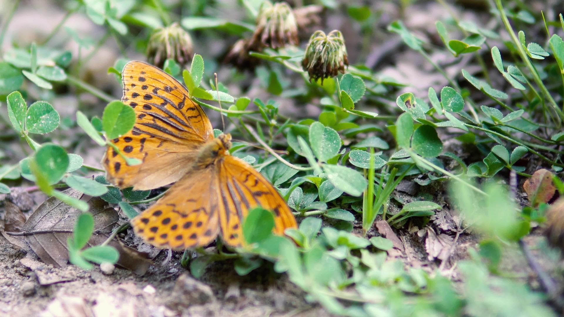 令人惊叹的橙色蝴蝶在花园的叶子上视频的预览图