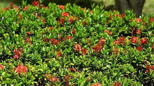 大热带蝴蝶希望红花周围的红花在花园里喝花蜜视频的预览图