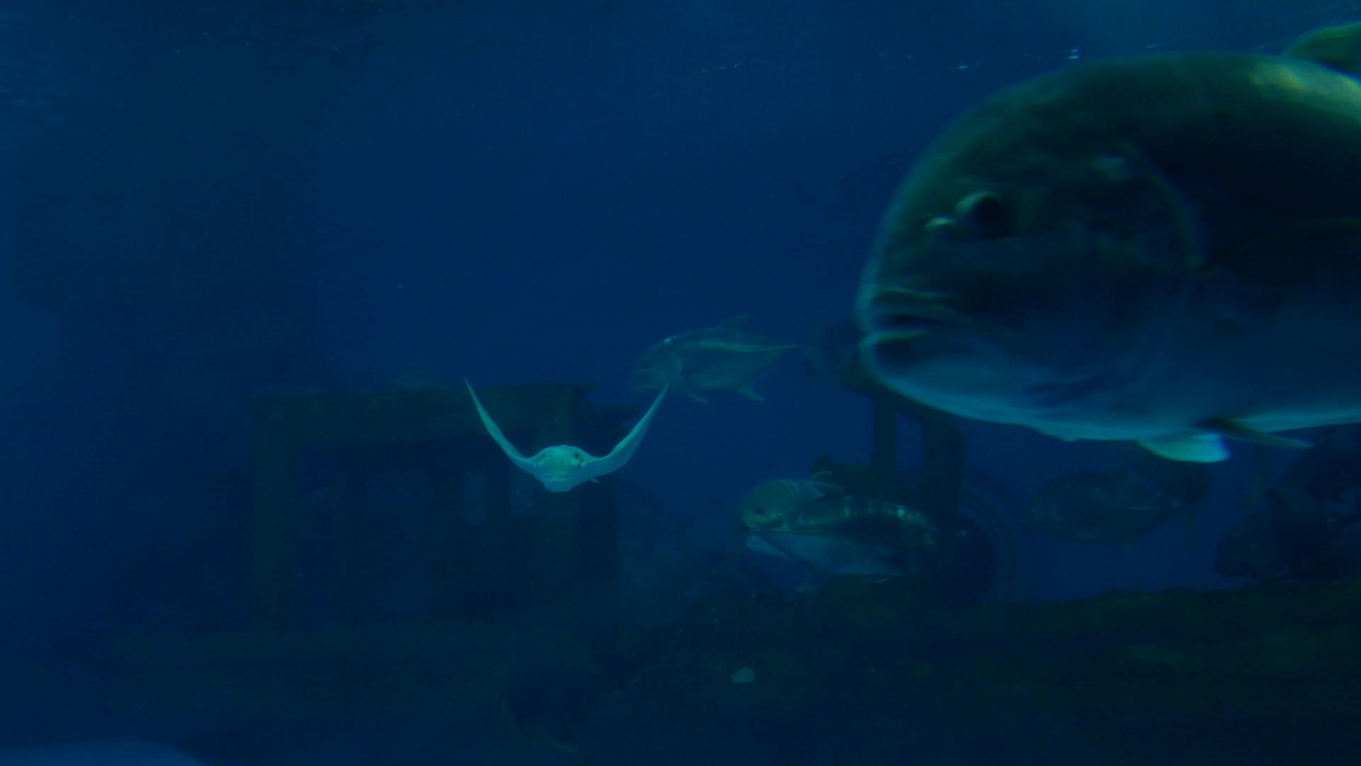4k曼塔射线游泳使用巨鱼和巨鱼在大型水族馆视频的预览图