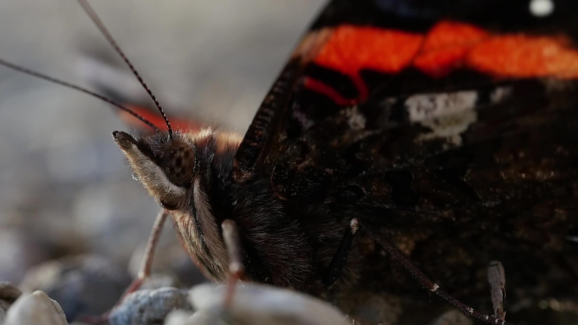 缝合蝴蝶头视频的预览图