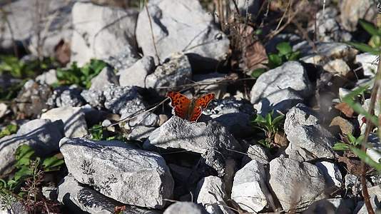 蝴蝶在岩石上视频的预览图
