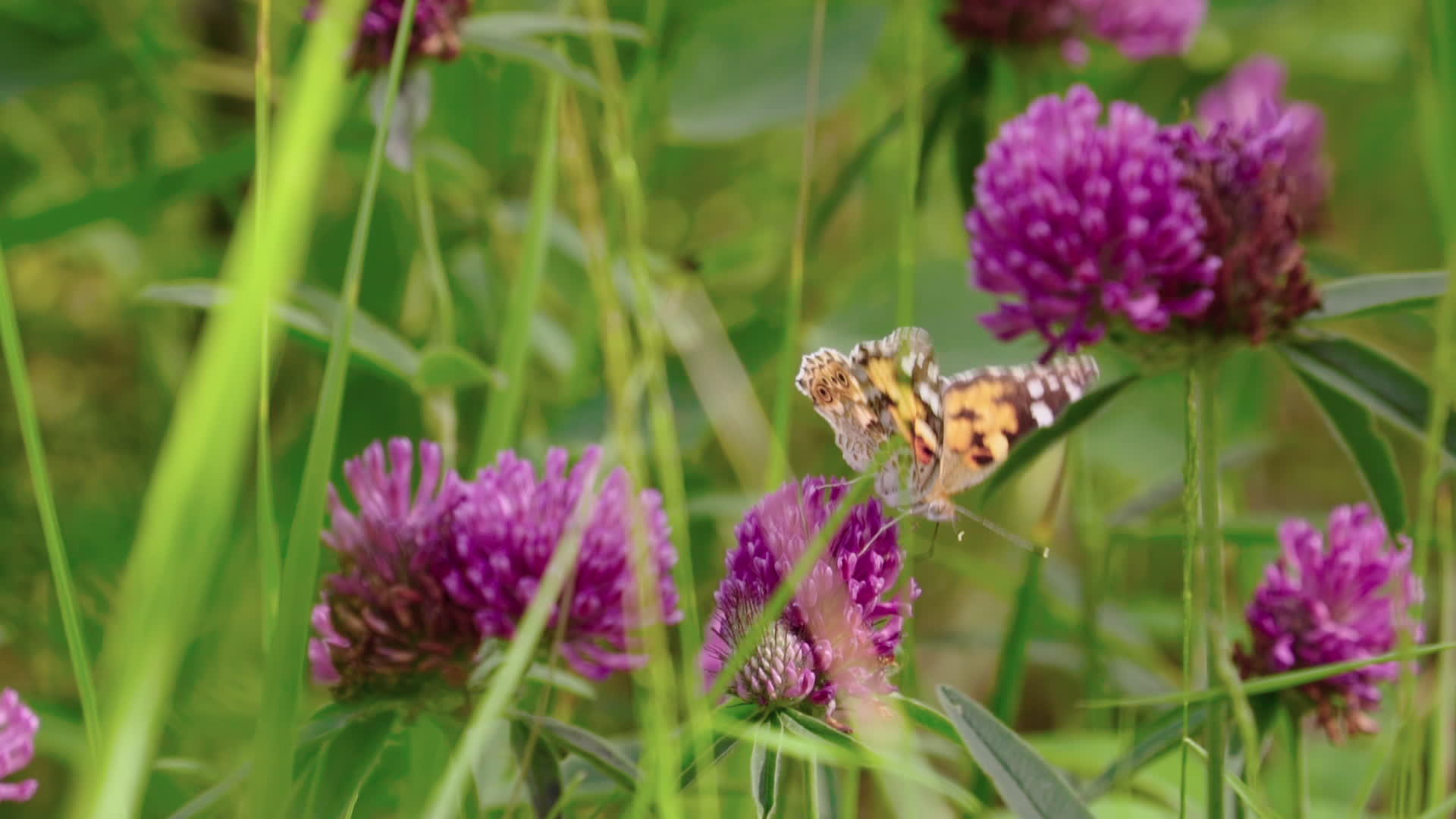 蝴蝶在野花上视频的预览图