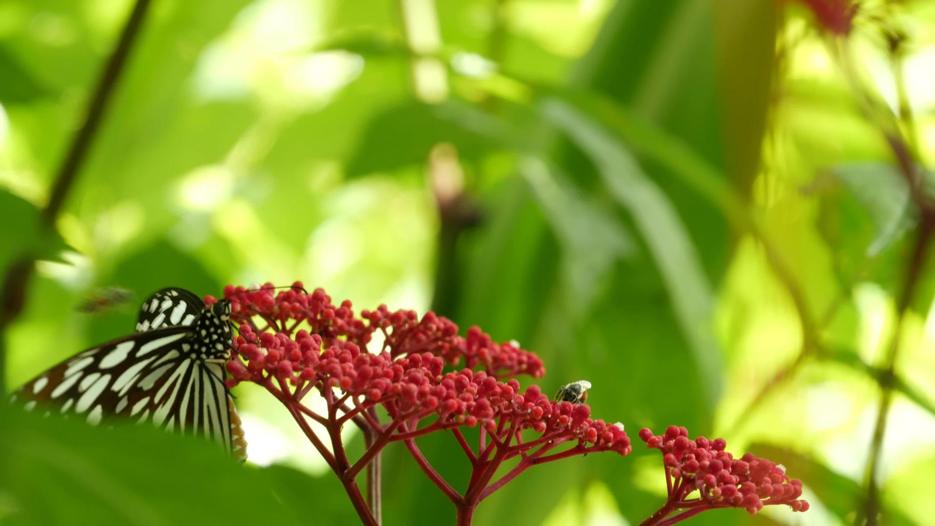 热带异国情调的蝴蝶坐在丛林雨林的绿叶上视频的预览图