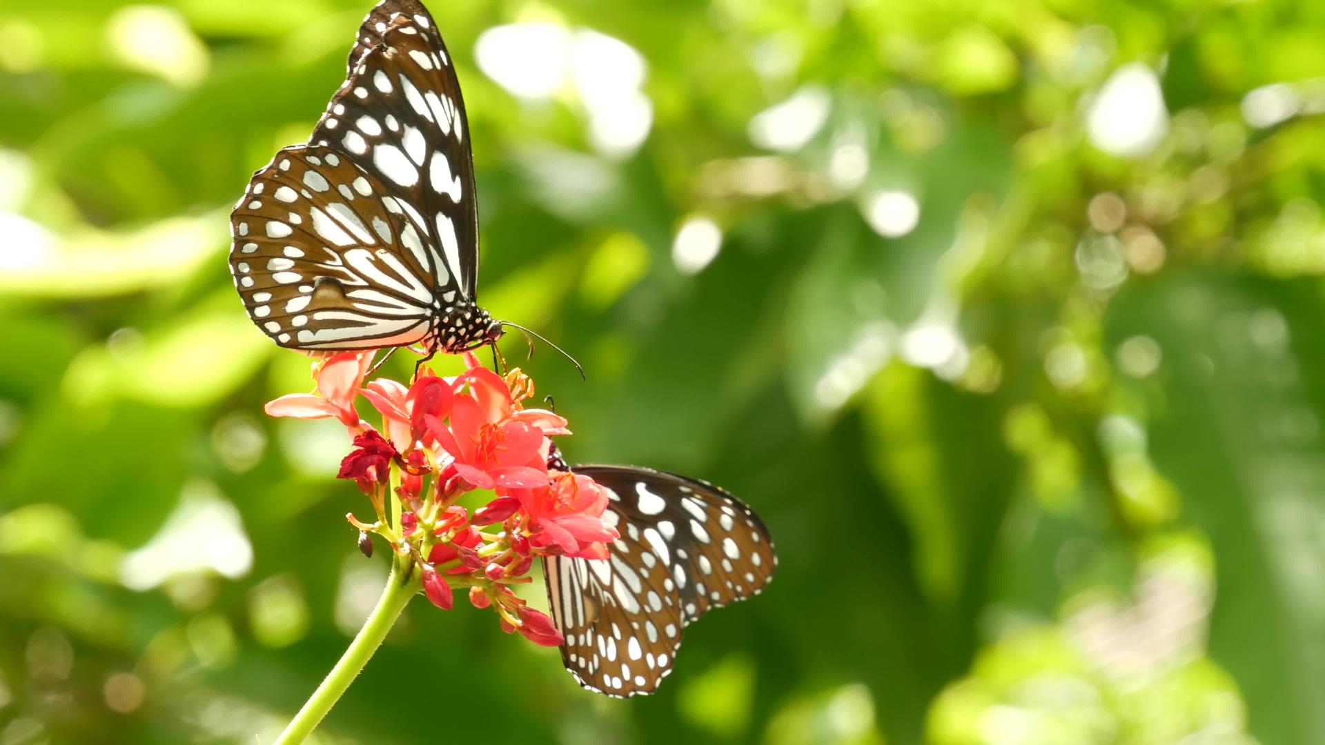 热带异国情调的蝴蝶坐在丛林雨林的绿叶上视频的预览图
