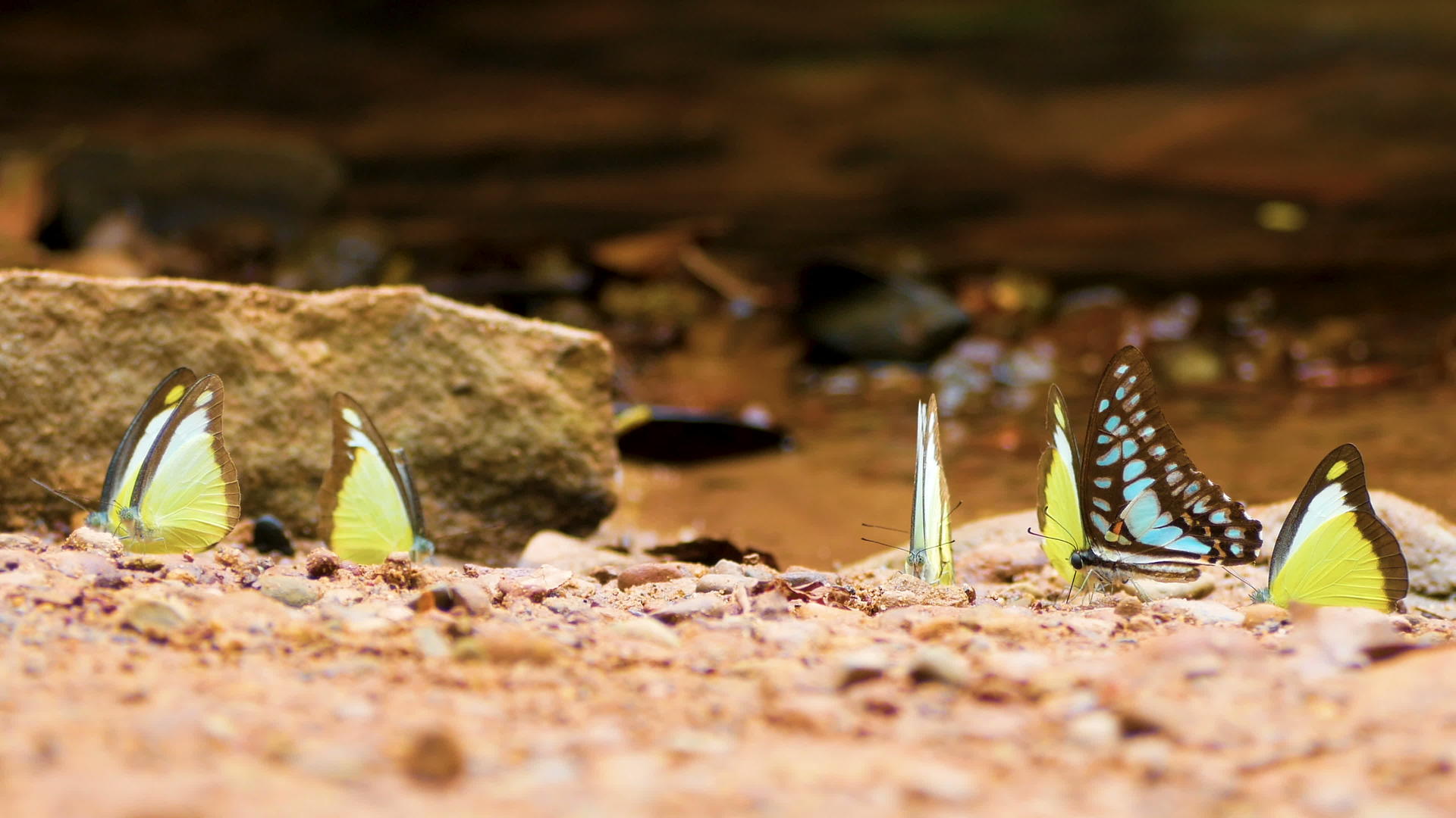 4k一组五颜六色的蝴蝶在地面上移动翅膀在河边自然飞行视频的预览图
