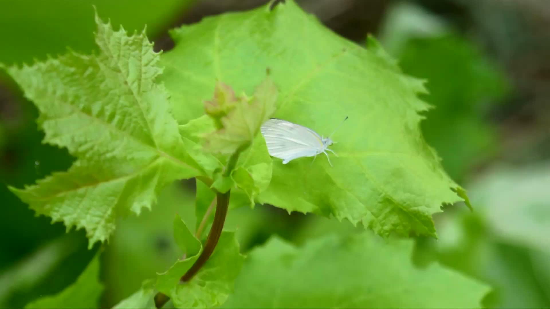 躺在绿叶上的小白蝴蝶视频的预览图