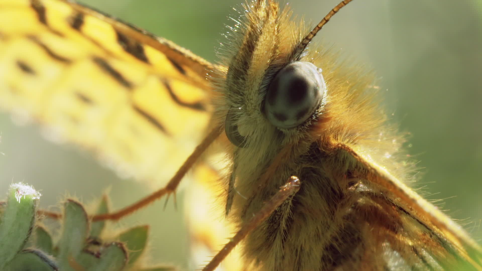 亚拉希尼亚叶草蝴蝶视频的预览图