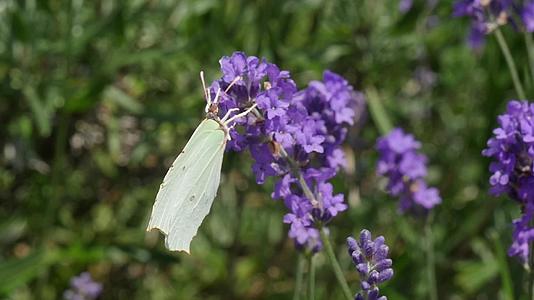 美丽的白蝴蝶在紫花上视频的预览图