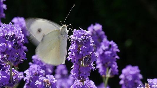 美丽的白蝴蝶在紫花上视频的预览图