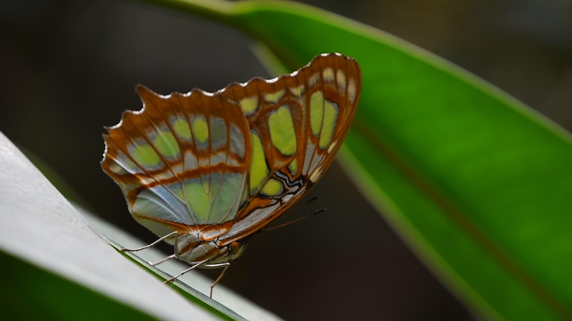 绿叶和棕色热带蝴蝶视频的预览图