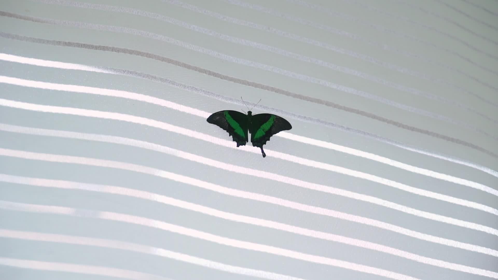 室内热带异端蝴蝶视频的预览图