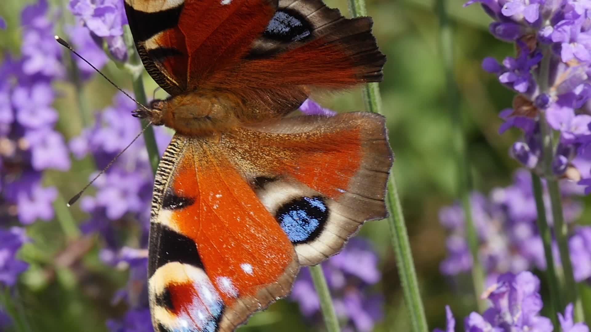 美丽的蝴蝶在白菜上视频的预览图