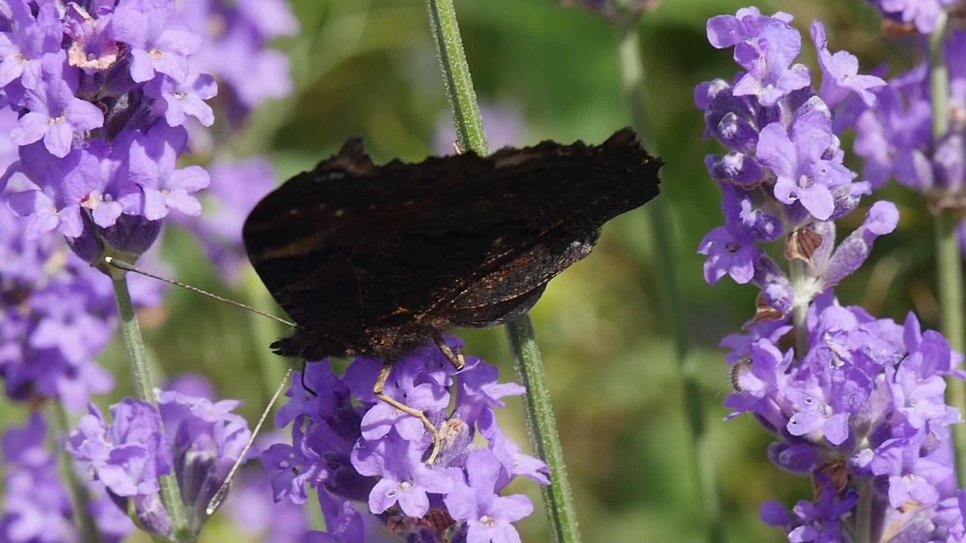 美丽的蝴蝶在白菜上视频的预览图