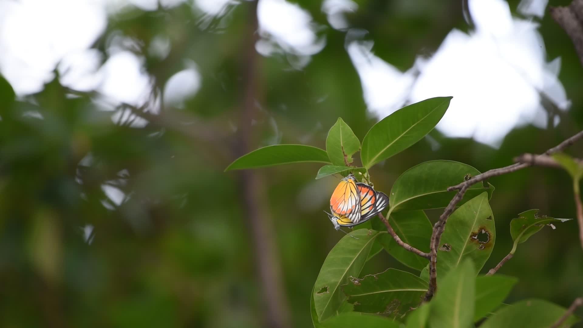 天然野生蝴蝶养殖季节视频的预览图