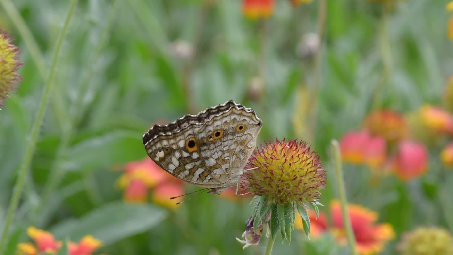 护庙里的蝴蝶视频的预览图