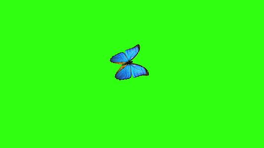 蝴蝶在白色背景上飞行和降落有阿尔法频道视频的预览图