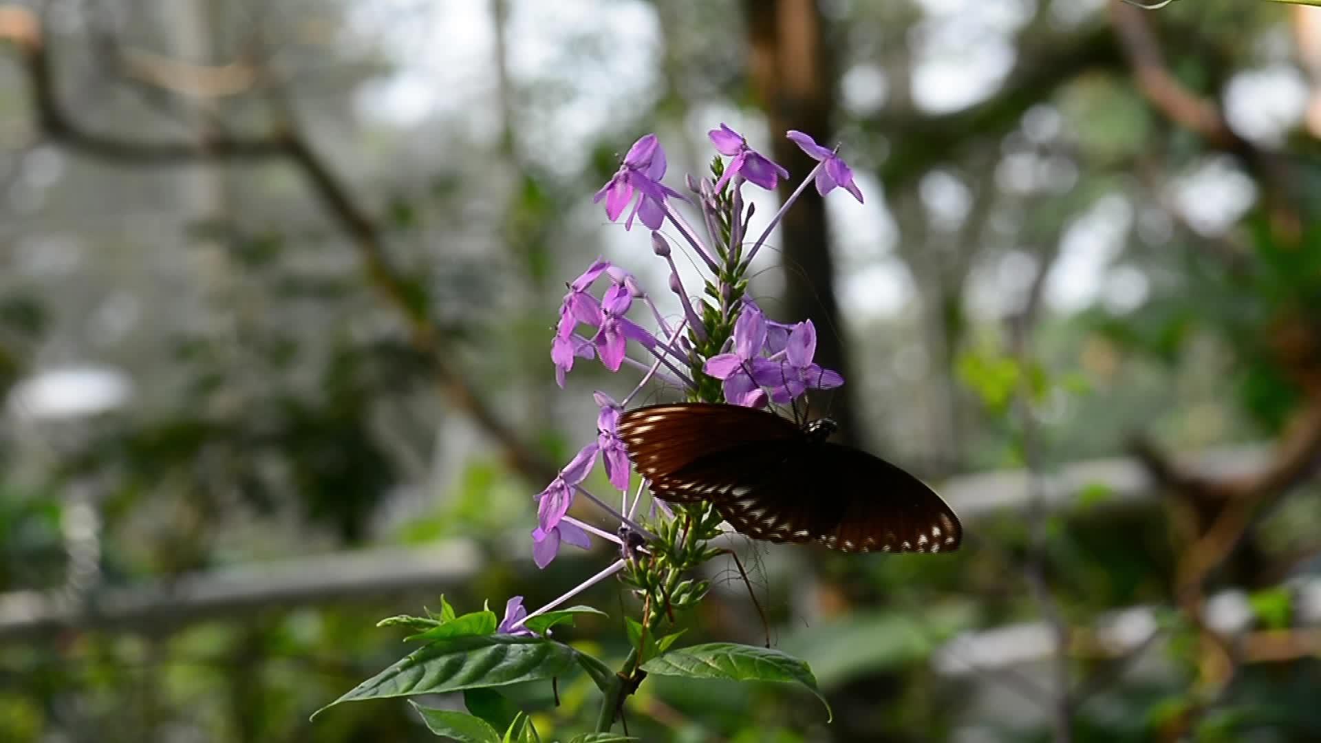 蝴蝶吃花粉视频的预览图