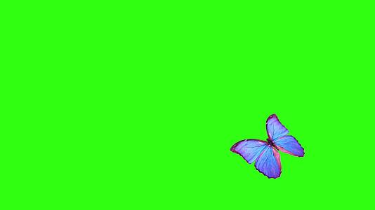 蝴蝶在绿色背景下与阿尔法频道一起飞行和降落视频的预览图